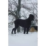 Cuccioli cane Corso Italiano