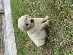 Golden Retriever Cuccioli - Foto n. 2