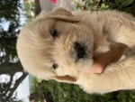 Golden Retriever Cuccioli