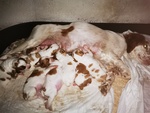 🐶 Breton di 7 settimane (cucciolo) in vendita a Biella (BI) da privato