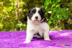 Cuccioli Border Collie con Pedigree - Foto n. 3