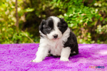 Cuccioli Border Collie con Pedigree - Foto n. 4