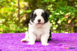 Cuccioli Border Collie con Pedigree - Foto n. 5