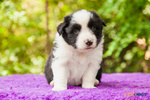 Cuccioli Border Collie con Pedigree - Foto n. 7