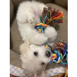 Cuccioli Maltese