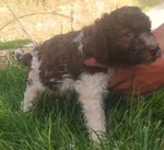 cuccioli di lagotto romagnolo