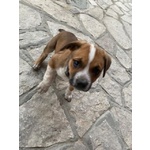 3mesi mix Amstaff Terrier adottato e NN LO VOGLIONO+!!URGENTE FROSINONE