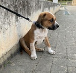 3mesi mix Amstaff Terrier Adottato e nn lo Vogliono+!!urgente Frosinone - Foto n. 2