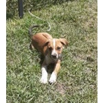 3mesi mix Amstaff Terrier Adottato e nn lo Vogliono+!!urgente Frosinone - Foto n. 3