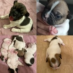 Vendesi Cuccioli di Bulldog Francese