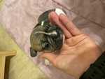 Vendesi Cuccioli di Bulldog Francese - Foto n. 4