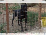 Cuccioli cane Corso Italiano - Foto n. 2