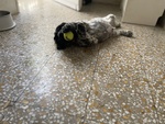 🐶 Cocker Spaniel Inglese maschio di 7 mesi in vendita a Ascoli Piceno (AP) e in tutta Italia da privato