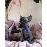 Gattini Sphynx con Pedigree Anfi