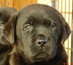 Labrador Cuccioli Cioccolato Enero - Foto n. 3