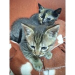 2 Gattini Disponibili