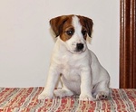 Cuccioli jack Russell Terrier