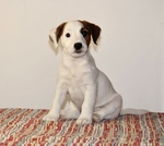 Cuccioli jack Russell Terrier - Foto n. 7