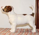 Cuccioli jack Russell Terrier - Foto n. 8