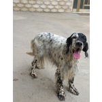 Setter 11anni..solita Storia..carriera Caccia Finita ed è solo 1peso! Napoli Aiuto X Asia