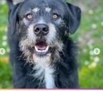 Mix Spinone/schnauzer 2/3anni Dolcissimo Dalla vita non ha Avuto Ancora Nulla,in Canile Roma