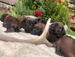 Cuccioli Levriero di Montagna