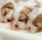 Cuccioli di Cavalier king ruby e Blenheim