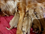 Cuccioli di Cavalier king ruby e Blenheim - Foto n. 4