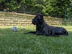 Cuccioli di cane Corso - Foto n. 1