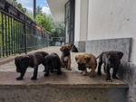 Cuccioli di cane Corso - Foto n. 4