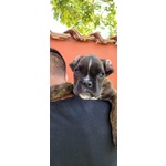 Cuccioli di Boxer di 70 Giorni - Foto n. 3