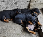 Cuccioli Pastore Della Beauce / Beauceron - Foto n. 2