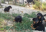 Cuccioli Pastore Della Beauce / Beauceron - Foto n. 3