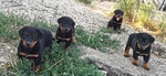 Cuccioli Pastore Della Beauce / Beauceron - Foto n. 4