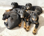 Cuccioli Pastore Della Beauce / Beauceron - Foto n. 5