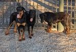 Cuccioli Pastore Della Beauce / Beauceron - Foto n. 9