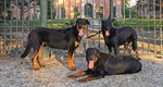 Cuccioli Pastore Della Beauce / Beauceron - Foto n. 1