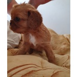 Cuccioli di Cavalier king Ruby