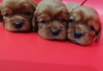 Cuccioli di Cavalier king Ruby - Foto n. 3