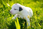 Cuccioli di Parson Russell Terrier - Foto n. 3