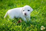 Cuccioli di Parson Russell Terrier - Foto n. 4