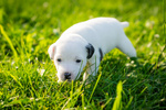 Cuccioli di Parson Russell Terrier - Foto n. 5