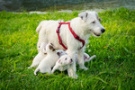 Cuccioli di Parson Russell Terrier - Foto n. 6