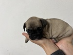 Cuccioli di Bulldog Francese - Foto n. 2