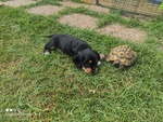 Cocker Spaniel Inglese Cuccioli - Foto n. 3