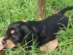 Cocker Spaniel Inglese Cuccioli - Foto n. 6