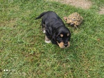 Cocker Spaniel Inglese Cuccioli - Foto n. 7