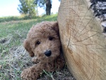 Cuccioli Barboncino - Foto n. 1