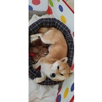 Vendo Cuccioli di Shiba Inu