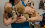 Vendo Cuccioli di Shiba Inu - Foto n. 2